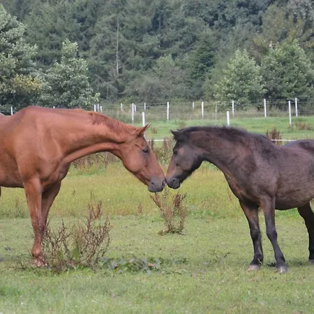 Ferien- Und Reiterparadies Vosshoernerhof アパート *