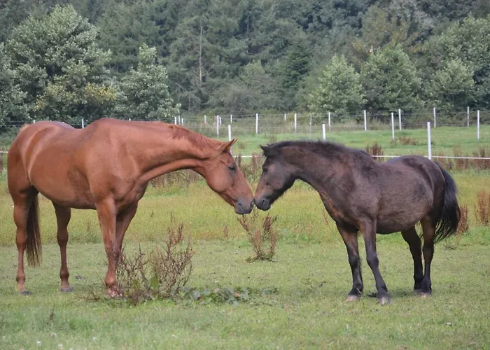 Ferien- Und Reiterparadies Vosshoernerhof Apartman *